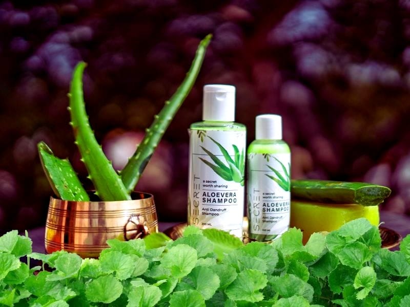 Vegan shampoo bottles surrounded by fresh aloe leaves and centella asiatica, showcasing natural haircare innovation.